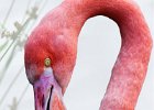 David Elliott - Flamingo